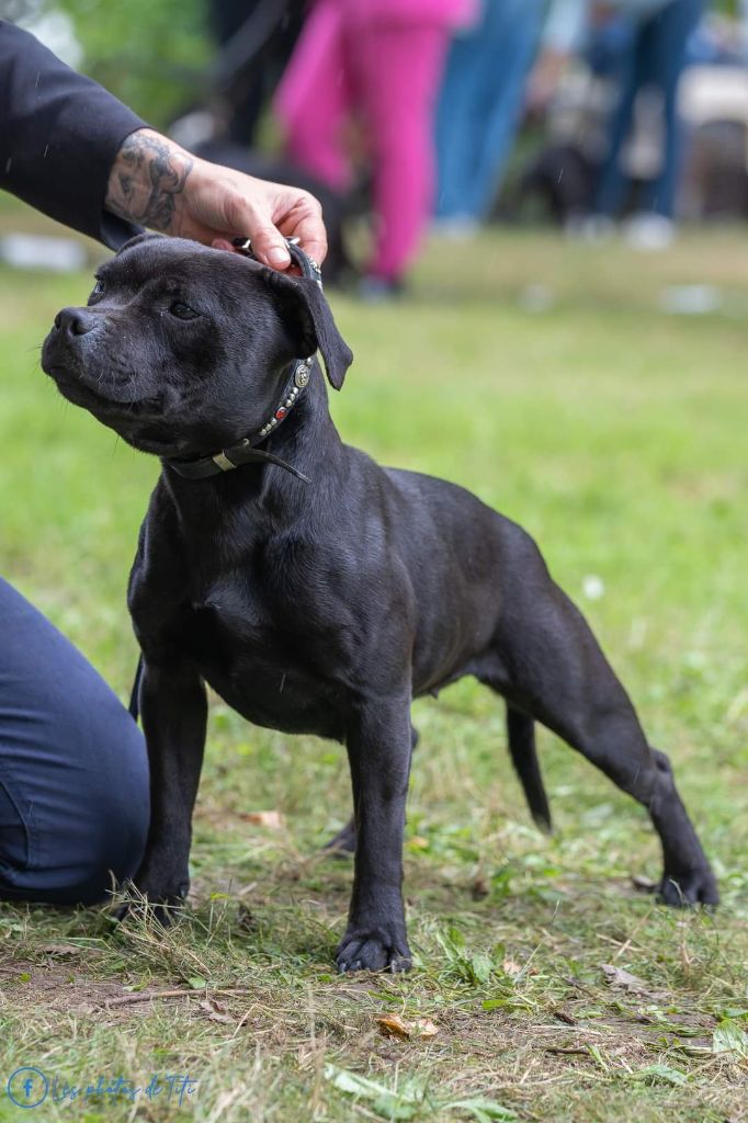 Les Staffordshire Bull Terrier de l'affixe des Espoirs de Wallieux