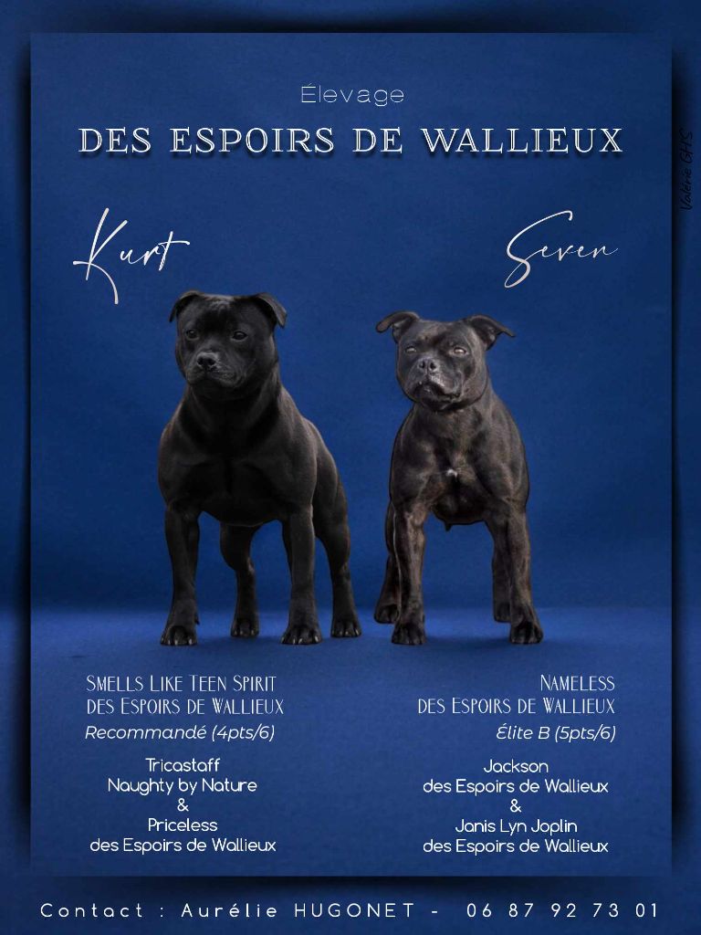 des Espoirs de Wallieux - Chiot disponible  - Staffordshire Bull Terrier