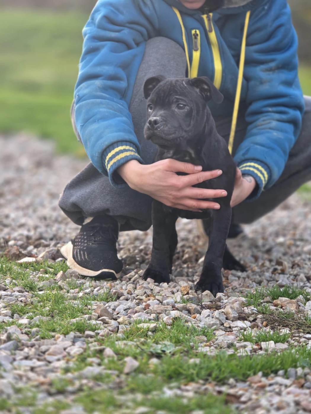 des Espoirs de Wallieux - Chiots disponibles - Staffordshire Bull Terrier