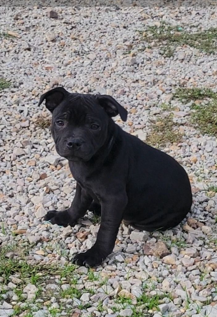 des Espoirs de Wallieux - Chiots disponibles - Staffordshire Bull Terrier